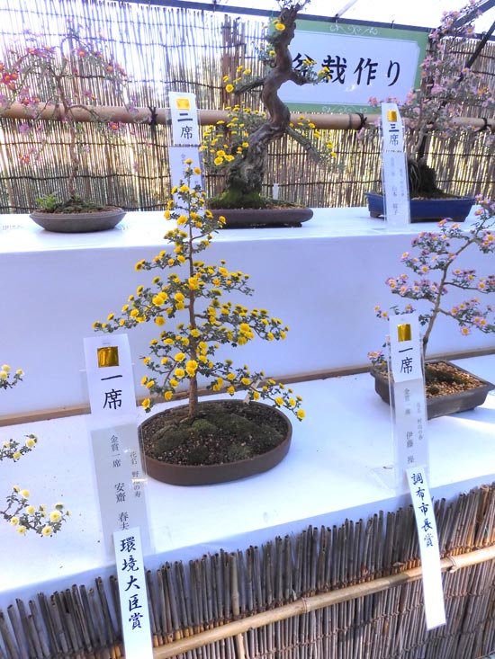 小菊盆栽 菊が盆栽に⁈ 可愛らしいのに老大樹の風格！ 神代植物公園