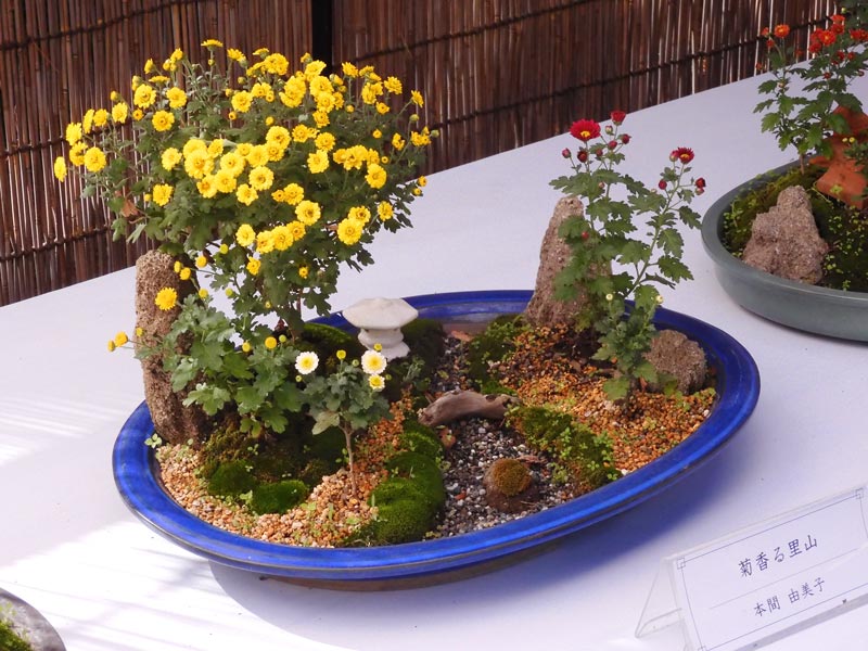 小菊盆栽 菊が盆栽に⁈ 可愛らしいのに老大樹の風格！ 神代植物公園