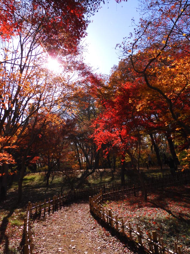 神代植物公園かえで園 2023 紅葉〈2〉様々な園芸品種モミジ 12月