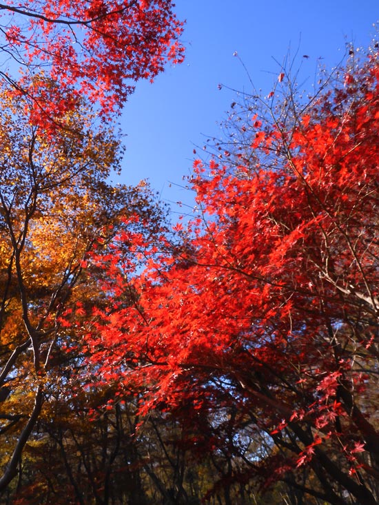 見事！ただ見事！根上がりイロハモミジ。 神代植物公園かえで園 2023 紅葉〈2〉様々な園芸品種モミジ 12月