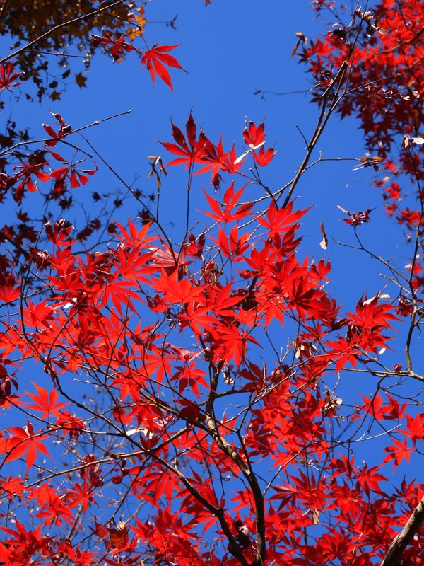 見事！ただ見事！根上がりイロハモミジ。 見事！ただ見事！根上がりイロハモミジ。