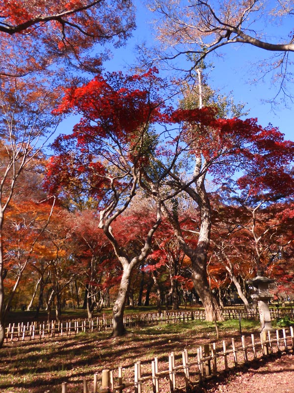見事！ただ見事！根上がりイロハモミジ。 神代植物公園かえで園 2023 紅葉〈2〉様々な園芸品種モミジ 12月