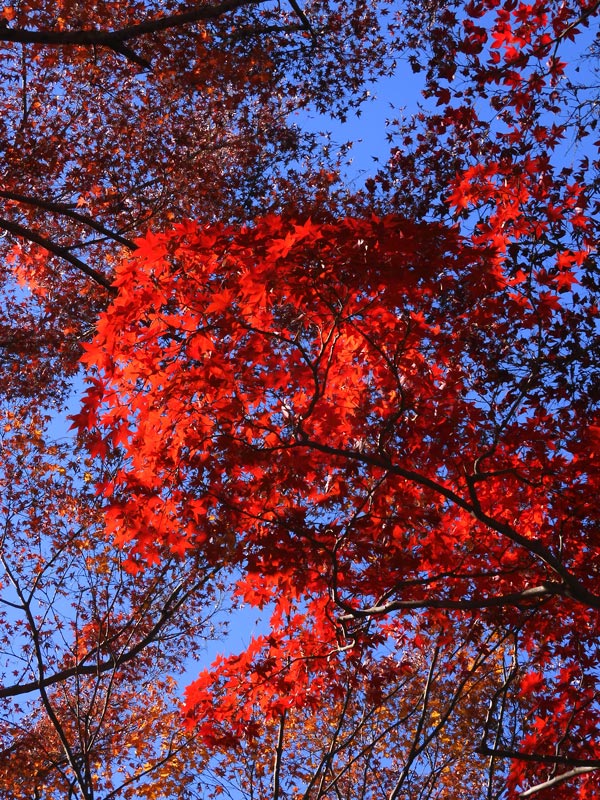 神代植物公園かえで園 2023 紅葉〈2〉様々な園芸品種モミジ 12月