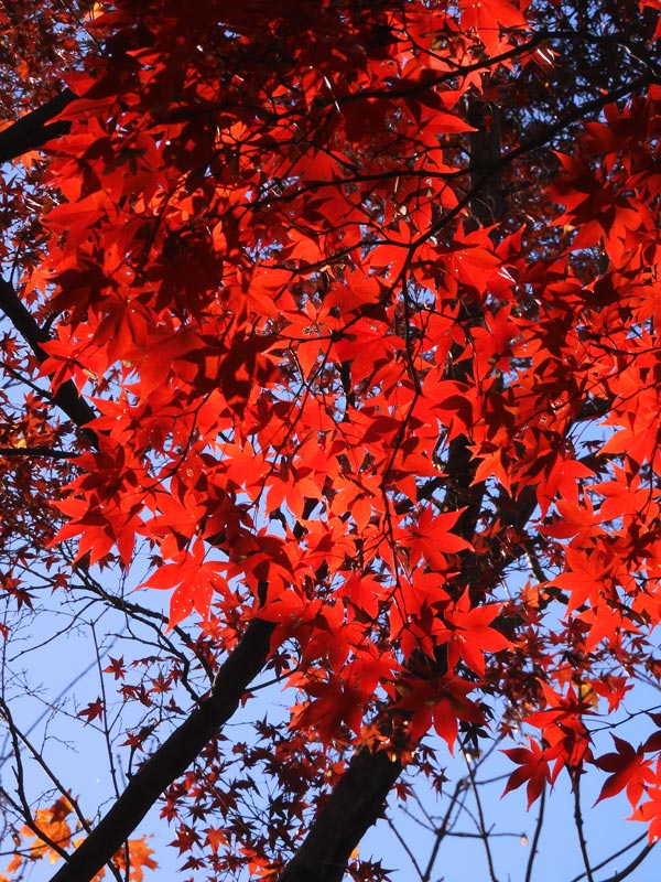 神代植物公園かえで園 2023 紅葉〈2〉様々な園芸品種モミジ 12月