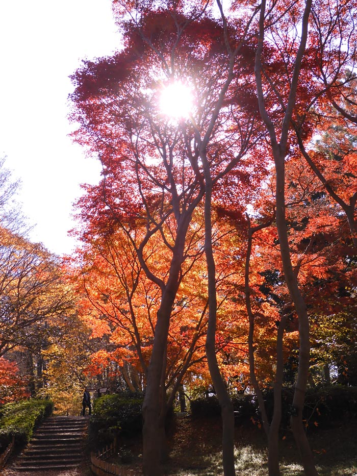 神代植物公園かえで園 2023 紅葉〈2〉様々な園芸品種モミジ 12月上旬