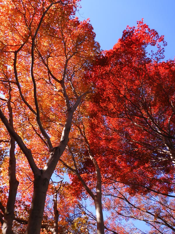 神代植物公園かえで園 2023 紅葉〈2〉様々な園芸品種モミジ 12月