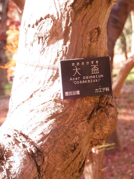 神代植物公園かえで園 2023 紅葉〈2〉様々な園芸品種モミジ 12月上旬