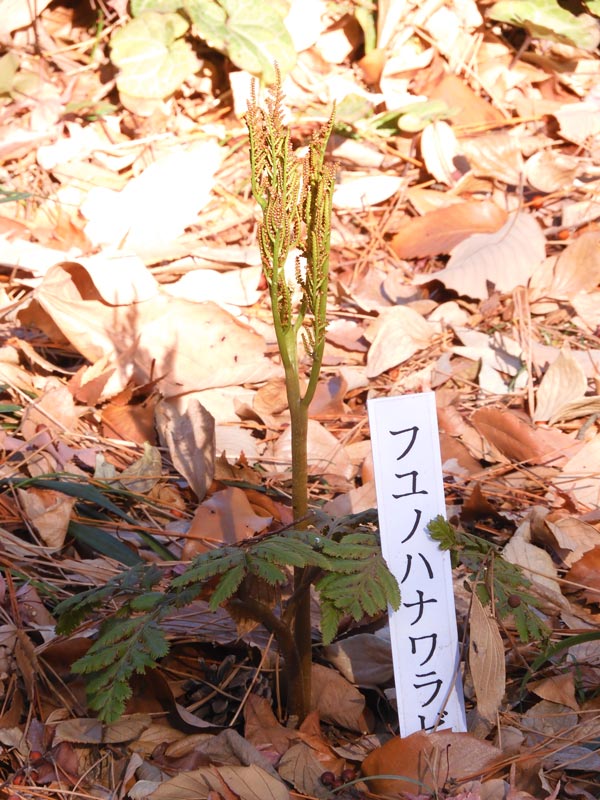 牧野記念庭園 冬の植物〈2〉冬の花蕨、吉祥草、寒葵、肉桂、飯桐、鶯