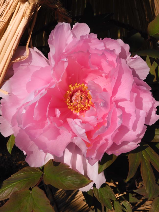 ☆希少新品種☆牡丹 №７２　 『冬の花火』 青山フラワーマーケット｜ニュース｜花・花束・フラワーギフトの青山