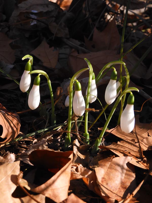 プロフ必読☆大光謹製☆水仙☆雪中花 売り尽くし10%OFF】選べる「 新花 スイセン 球根 【2球】 」水仙