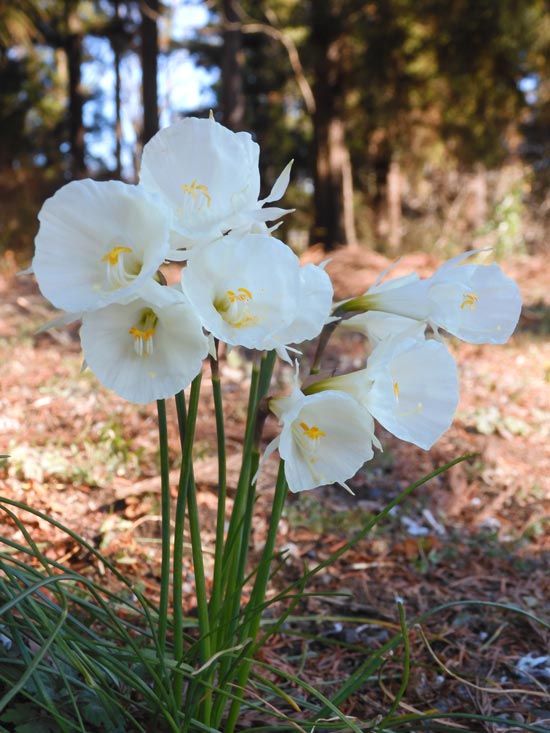 プロフ必読☆大光謹製☆水仙☆雪中花 売り尽くし10%OFF】選べる「 新花 スイセン 球根 【2球】 」水仙