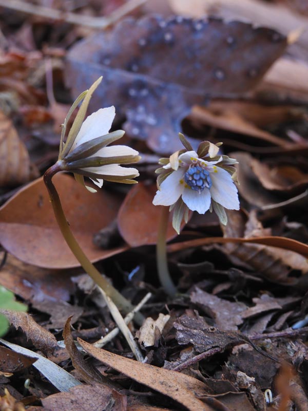 節分草の開花 神代植物公園と野川公園自然観察園くらべ 2024.1月