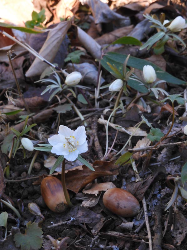 節分草の開花 神代植物公園と野川公園自然観察園くらべ 2024.1月