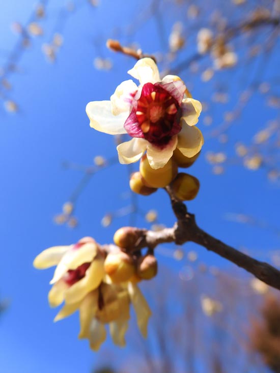 薬用植物園でロウバイ比較：蝋梅の基本種と素心蝋梅、梅も 2024.2月