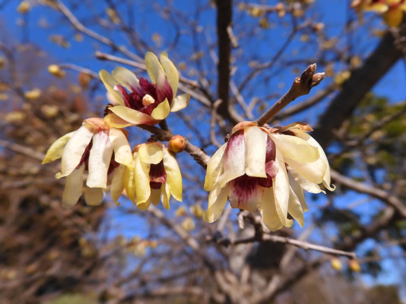 薬用植物園でロウバイ比較：蝋梅の基本種と素心蝋梅、梅も 2024.2月