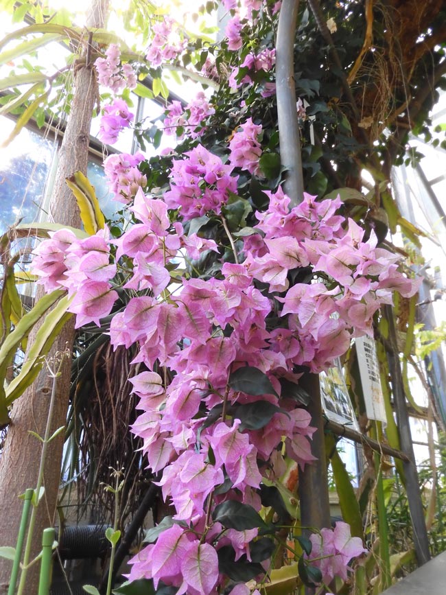 ブーゲンビレア〈東京都薬用植物園・温室の花〉2024.2月上旬＋周年観察