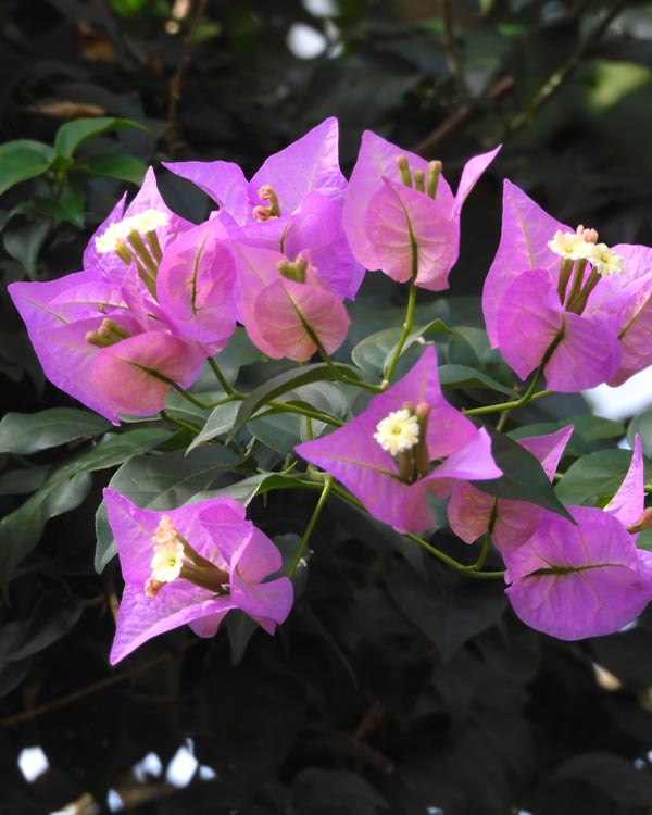ブーゲンビレア〈東京都薬用植物園・温室の花〉2024.2月上旬＋周年観察