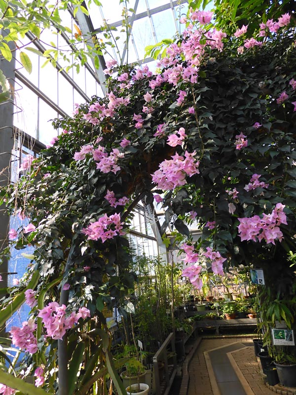 ブーゲンビレア〈東京都薬用植物園・温室の花〉2024.2月上旬＋周年観察