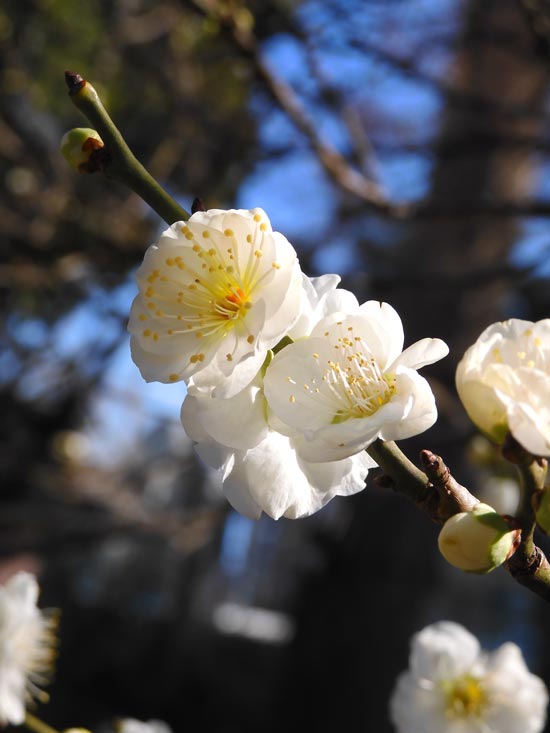 牧野記念庭園 早春の花〉緑萼梅、雪割一華、春咲きクリスマス