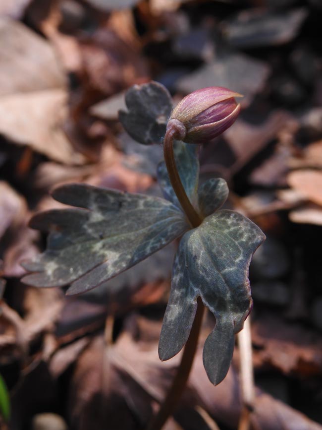 緑の梅の花 緑萼梅 by doctorwho （ID：6394914） - 写真共有サイト:PHOTOHITO