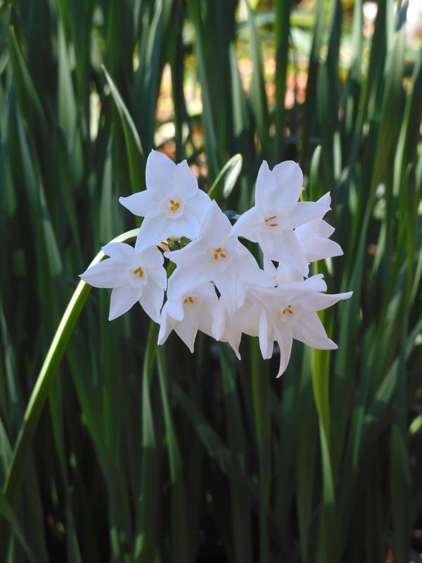 Sale c ススキドライフラワー オギ ヨシ SHOWROOM(ショールーム