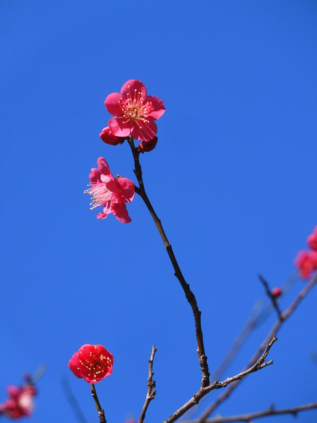 石神井公園の紅梅 紅千鳥 2月中旬撮影の花（2024、2023、2021年