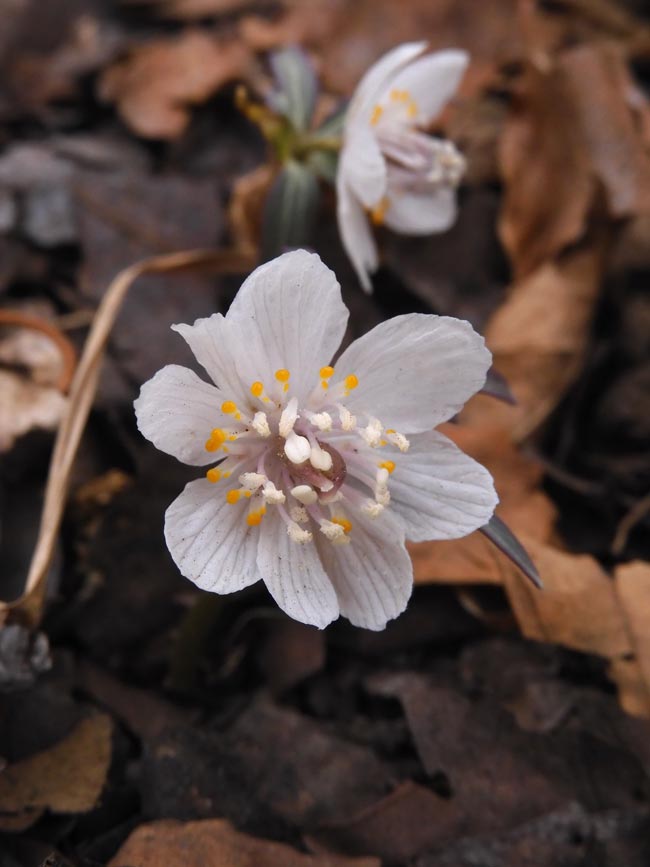 節分草〈むさしの自然観察園 早春の花〉2月中旬撮影(2024、2023 節分草〈むさしの自然観察園 早春の花〉2月中旬撮影(2024、2023