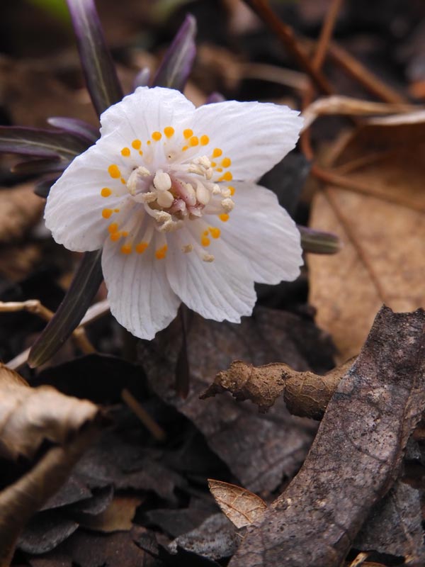 節分草〈むさしの自然観察園 早春の花〉2月中旬撮影(2024、2023 節分草〈むさしの自然観察園 早春の花〉2月中旬撮影(2024、2023
