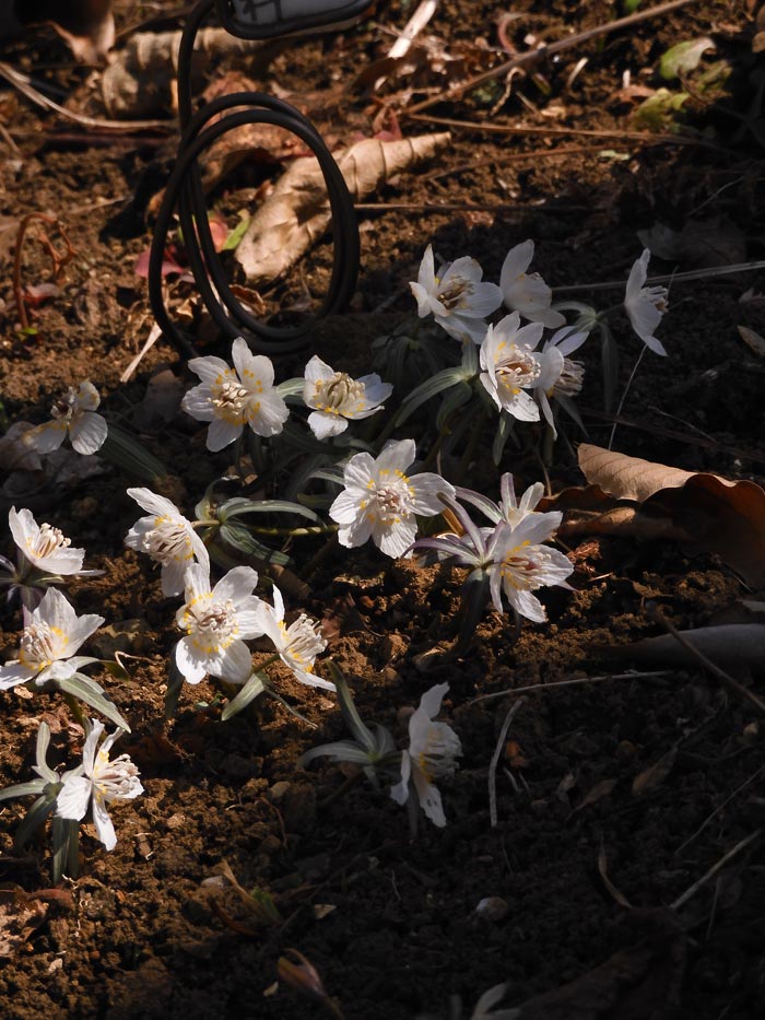 節分草〈むさしの自然観察園 早春の花〉2月中旬撮影(2024、2023 節分草〈むさしの自然観察園 早春の花〉2月中旬撮影(2024、2023