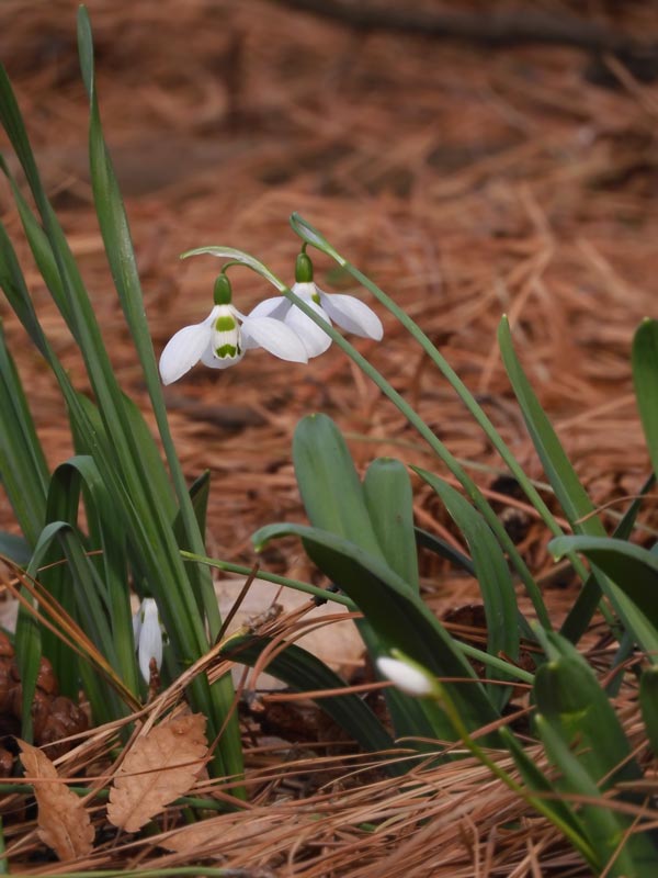白い春の妖精！スノードロップと節分草〈神代植物公園 早春の花
