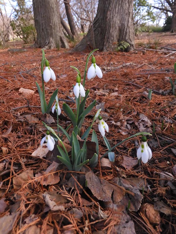 白い春の妖精！スノードロップと節分草〈神代植物公園 早春の花