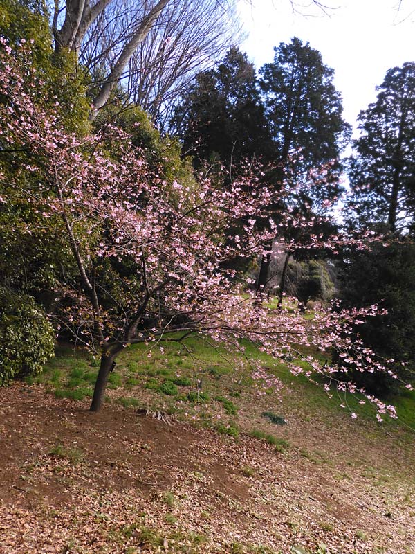 かすう工房「桜花神代桜」 桜花神代桜根付｜和のシルバーアクセサリーブランド［かすう工房］