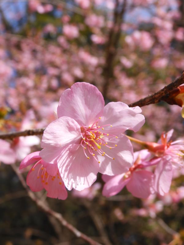 かすう工房「桜花神代桜」 桜花神代桜指輪｜和のシルバーアクセサリーブランド［かすう工房］