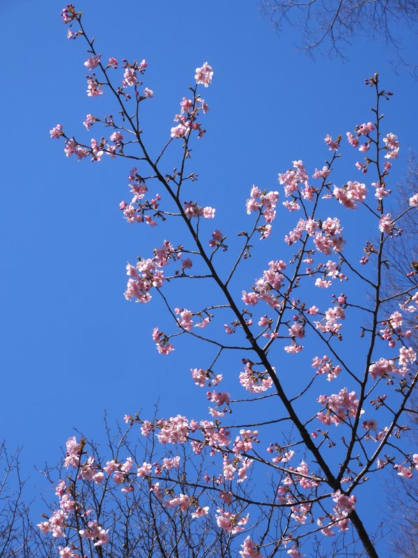 河津桜、水仙、雪割一華〈神代植物公園 はぎ園 早春の花〉2024.2
