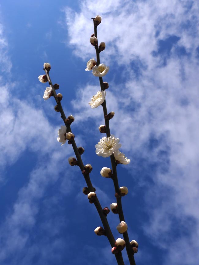 神代植物公園 梅まつり 2024 玉牡丹、道知辺、見驚 2月中下旬の花梅