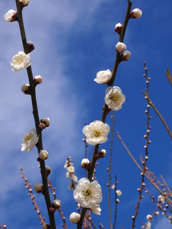 神代植物公園 梅まつり 2024 玉牡丹、道知辺、見驚 2月中下旬の花梅
