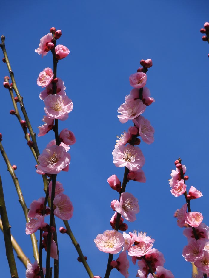 神代植物公園 梅まつり 2024 玉牡丹、道知辺、見驚 2月中下旬の花梅