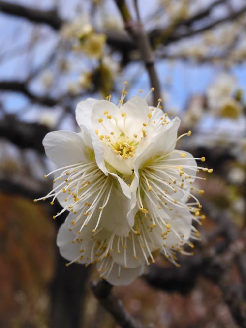 神代植物公園 梅まつり 2024 月の桂、緑萼、月影 2月中旬〜3月上旬