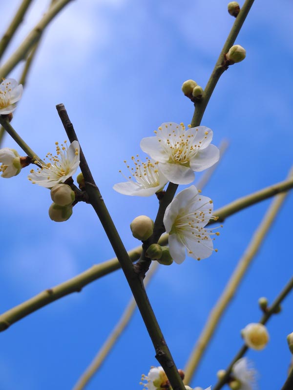 神代植物公園 梅まつり 2024 月の桂、緑萼、月影 2月中旬〜3月上旬