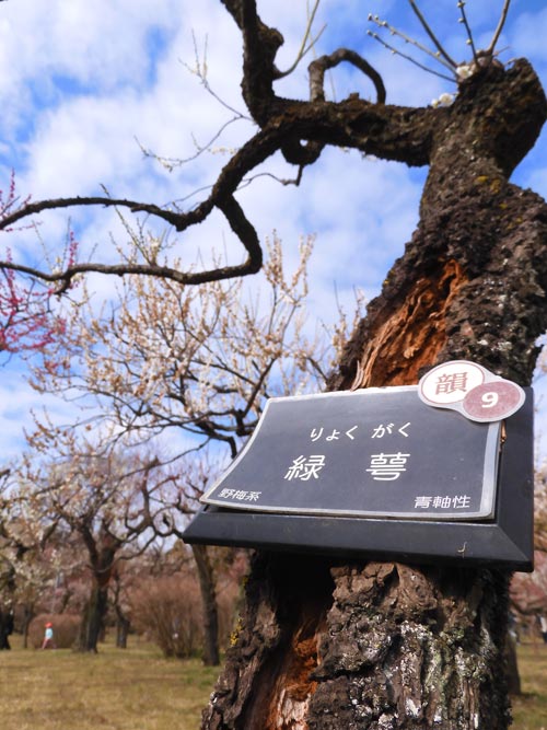 神代植物公園 梅まつり 2024 月の桂、緑萼、月影 2月中旬〜3月上旬