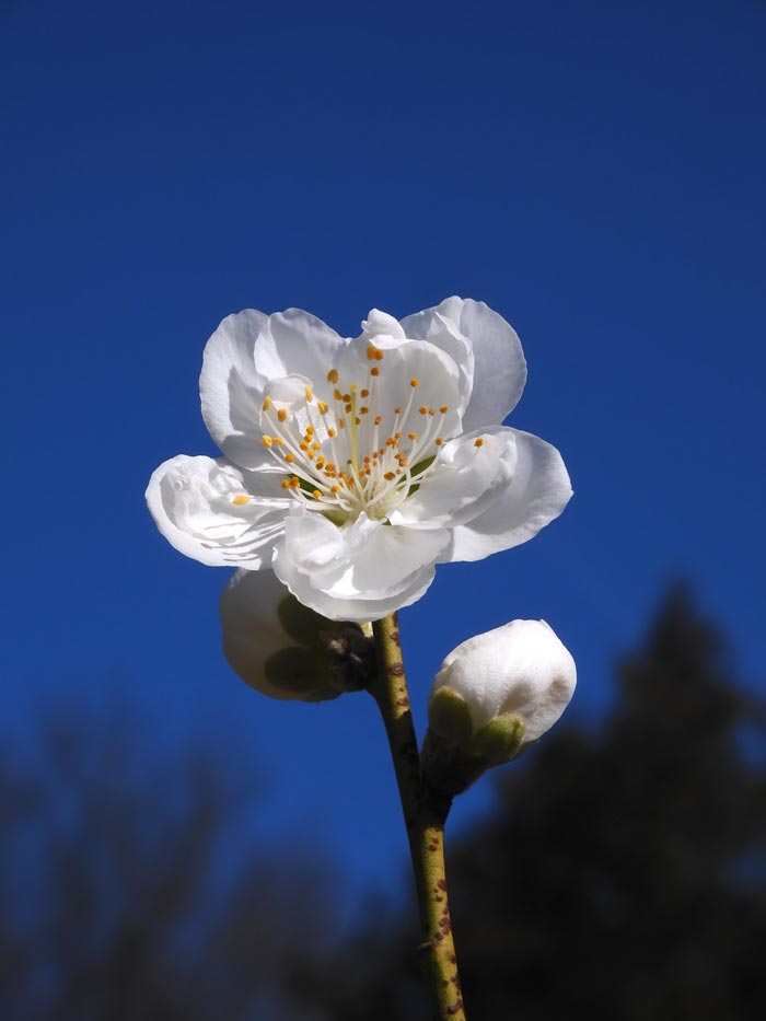 2024年1月〜開花 梅盆栽 月影 青軸 一重咲き 白梅 野梅 早咲き 花梅 ...