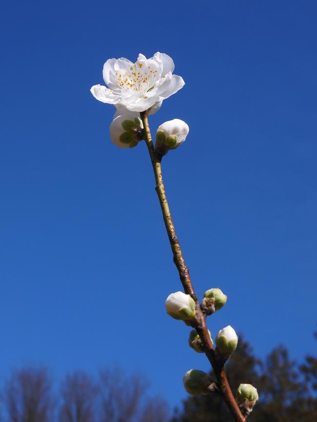 もう咲いた桃の花！早咲きの花桃「寒白」2024〈神代植物公園 はなもも