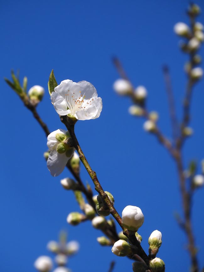 もう咲いた桃の花！早咲きの花桃「寒白」2024〈神代植物公園 はなもも