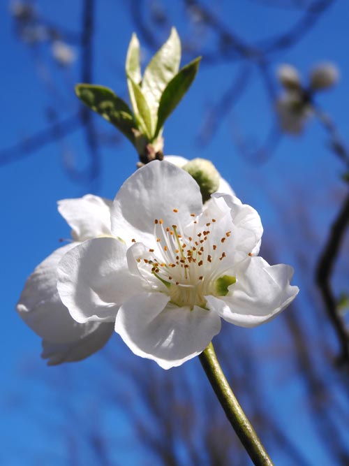 もう咲いた桃の花！早咲きの花桃「寒白」2024〈神代植物公園 はなもも