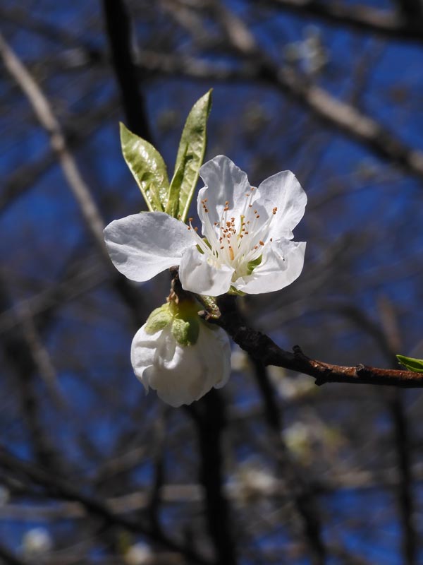 もう咲いた桃の花！早咲きの花桃「寒白」2024〈神代植物公園 はなもも