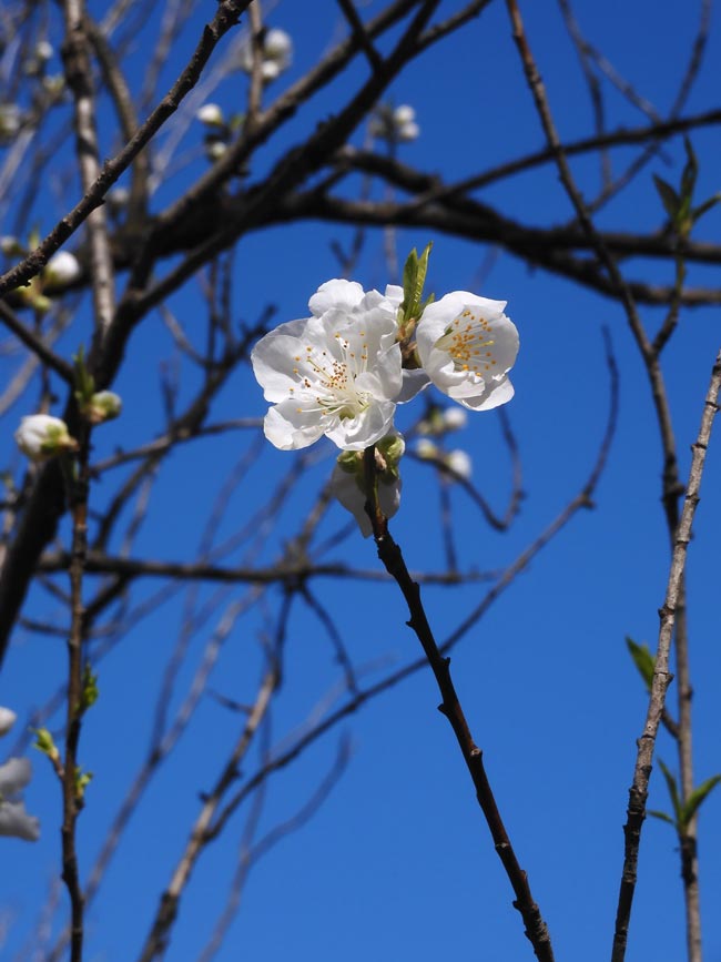 もう咲いた桃の花！早咲きの花桃「寒白」2024〈神代植物公園 はなもも
