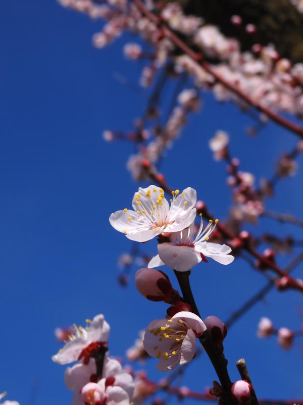 2月26日 今日の写真は25日夕方の写真です。 これから気温が