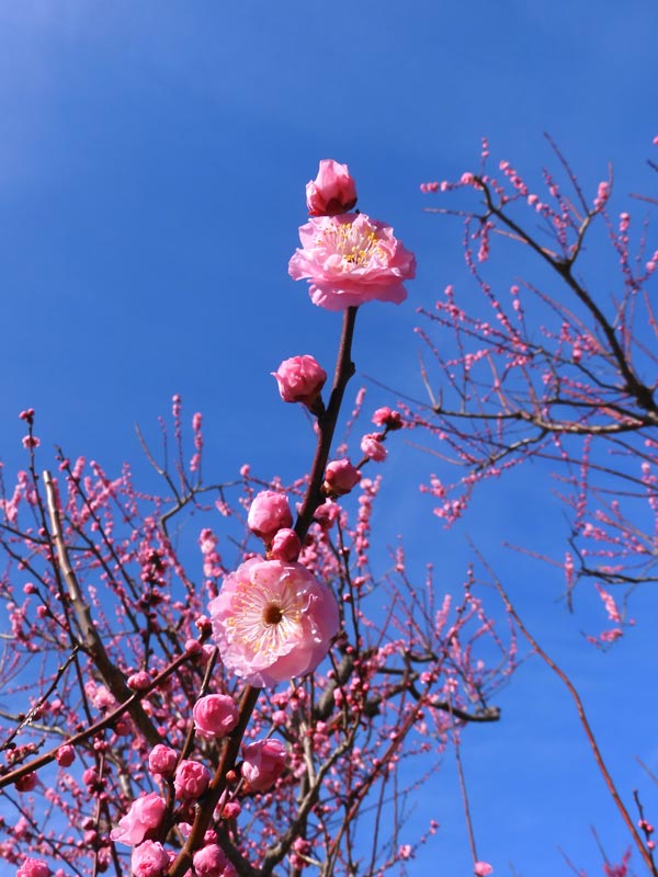 神代植物公園 梅まつり 2024 華やか！豊後系花梅 一の谷、楊貴妃