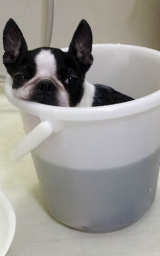 お風呂大好き ねこ鍋ならぬ犬桶 Bublog