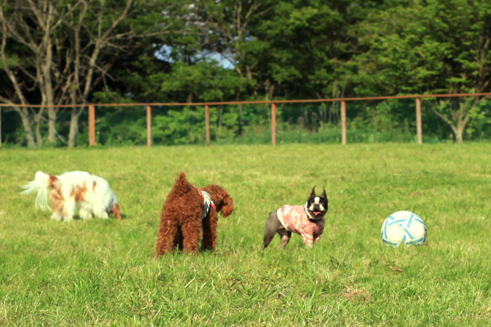 201306018.jpg